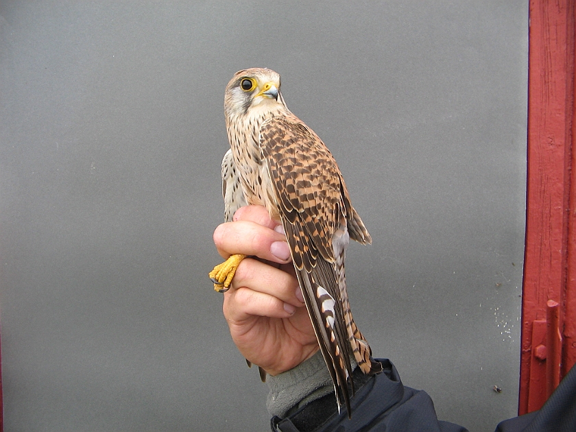 Common Kestrel, Sundre 20070513